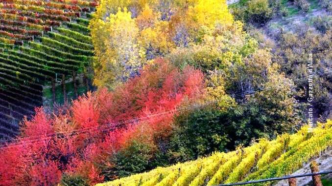 Vite e bosco, l’alleanza necessaria