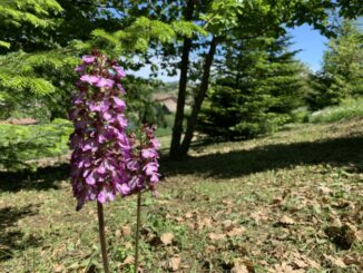 Ritorna la camminata sui sentieri tra orchidee fiorite e versi in vigna
