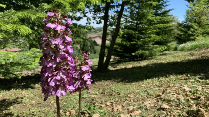 Ritorna la camminata sui sentieri tra orchidee fiorite e versi in vigna