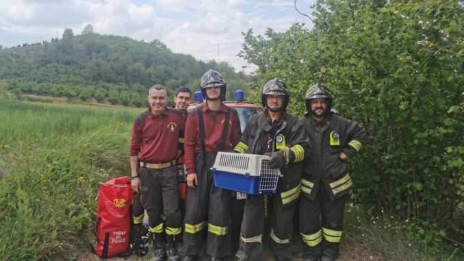 Trezzo Tinella: gatto recuperato dai pompieri in un pozzo