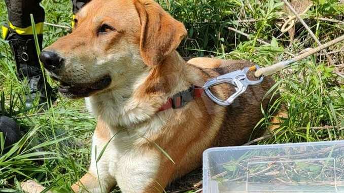 I Pompieri volontari salvano un cane a Santo Stefano Belbo