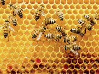 Piemonte miele, 5 regole per salvare le api e la biodiversità