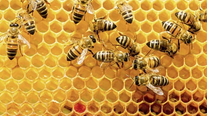 Piemonte miele, 5 regole per salvare le api e la biodiversità