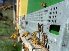 Il ronzare delle api è il respiro della terra 1