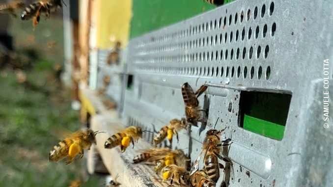 Il ronzare delle api è il respiro della terra 1