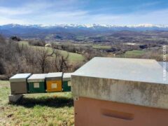 Il ronzare delle api è il respiro della terra 2