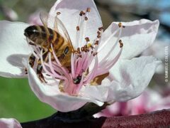 Il ronzare delle api è il respiro della terra 3