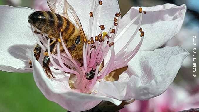 Il ronzare delle api è il respiro della terra 3