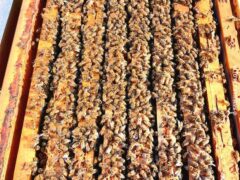 Il ronzare delle api è il respiro della terra 4