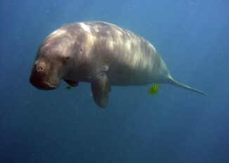 "Fossili e territori" porta a Canelli lo scopritore del dugongo preistorico 2