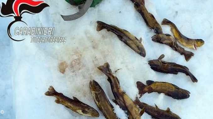 Pesca di frodo in valle Stura: multato un fossanese