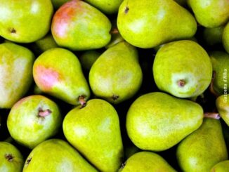 Coldiretti: crolla la produzione di pere (-80%) e ciliegie (-50%), frutta cuneese in tilt