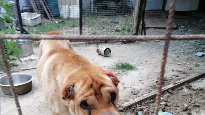 Guardie zoofile salvano cane maltrattato, tre indagati