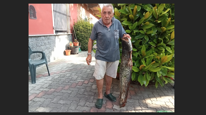 San Damiano d'Asti: un pesce siluro di oltre 11 chili pescato da Gianni Idrame