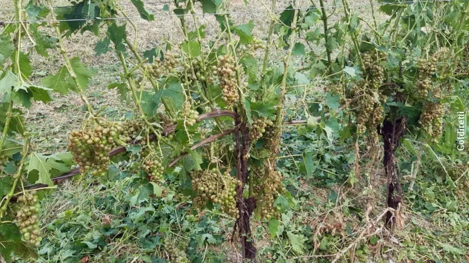 Cirio parla con Lollobrigida: «Governo pronto a sostenere l’agricoltura piemontese colpita dalle grandinate» 1