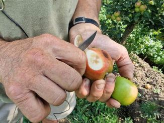 Il caldo cuoce la frutta in Piemonte, perso il 15% dei raccolti