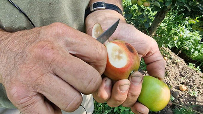 Il caldo cuoce la frutta in Piemonte, perso il 15% dei raccolti