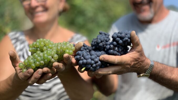 È iniziata la vendemmia per le uve dell'Alta Langa