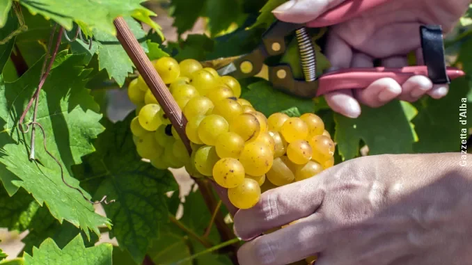 Parte oggi, 24 agosto, la vendemmia del Moscato. Attesi un milione di quintali