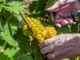 moscato vendemmia