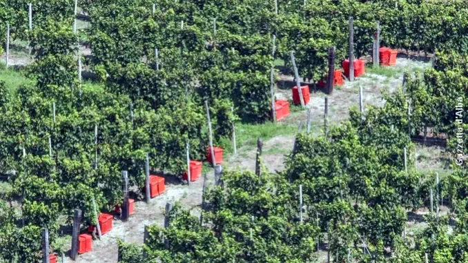 Parte oggi, 24 agosto, la vendemmia del Moscato. Attesi un milione di quintali 1