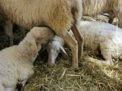 Pecora di Langa: alla Fiera dei trenta il premio per gli allevatori