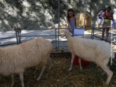 Pecora di Langa: alla Fiera dei trenta il premio per gli allevatori 1