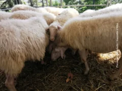 Pecora di Langa: alla Fiera dei trenta il premio per gli allevatori 2