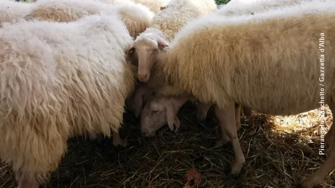 Pecora di Langa: alla Fiera dei trenta il premio per gli allevatori 2