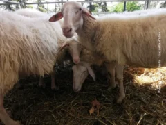 Pecora di Langa: alla Fiera dei trenta il premio per gli allevatori 4