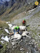 Bovini morti in alpeggio per il freddo, il Soccorso alpino collabora al recupero delle carcasse 2