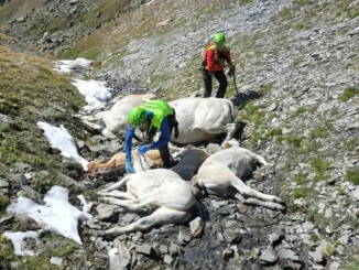 Bovini morti in alpeggio per il freddo, il Soccorso alpino collabora al recupero delle carcasse