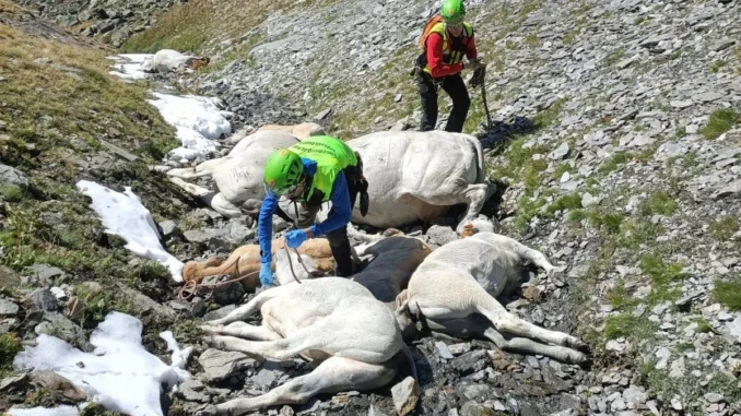 Bovini morti in alpeggio per il freddo, il Soccorso alpino collabora al recupero delle carcasse