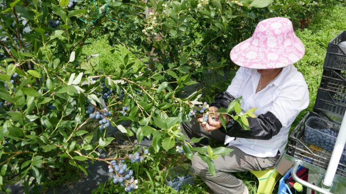 Confagricoltura: bene il decreto Flussi integrativo, ma non tempestivo per molte raccolte nei frutteti cuneesi