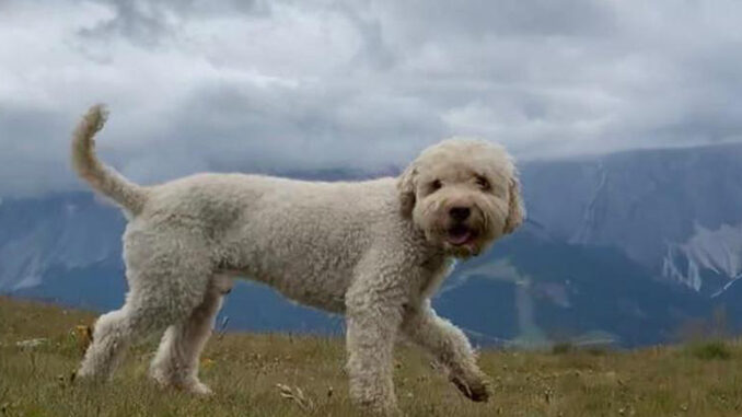 Tutela degli animali: in Commissione Sanità l’assessore Caucino illustra il Ddl, che previene anche il randagismo