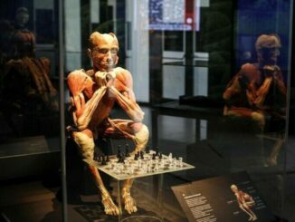 A Torino Porta Nuova Body Worlds, la mostra sul corpo umano