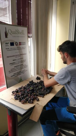 Progetto QualShell, qualità delle uve oltre lo zucchero e l’acidità