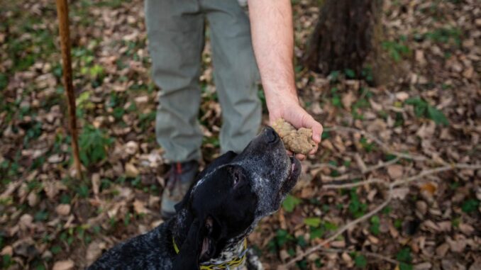 Il tartufo protagonista delle fiere in tutto il Piemonte