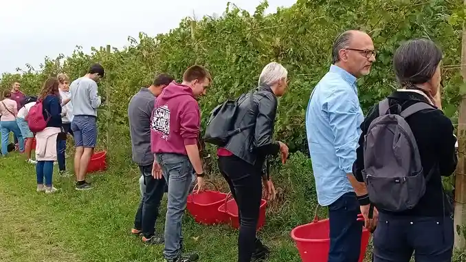 Turisti nella vigna urbana di Alba per sperimentare la vendemmia 1