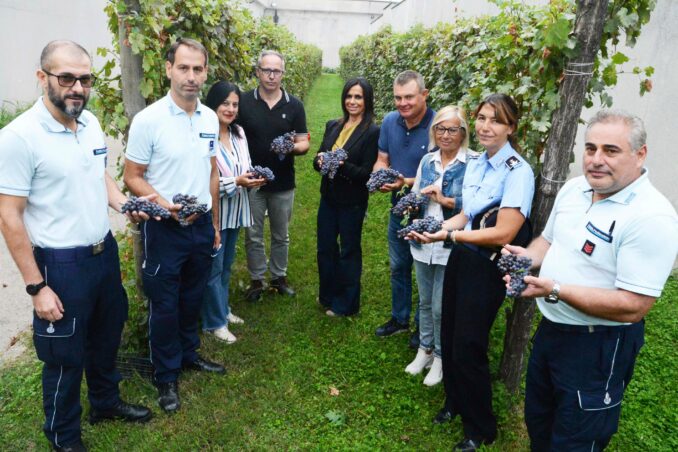 raccolte 150 cassette d’uva nella vendemmia in carcere per il vino Vale la pena