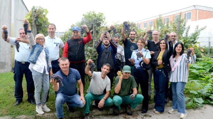 raccolte 150 cassette d’uva nella vendemmia in carcere per il vino Vale la pena 1