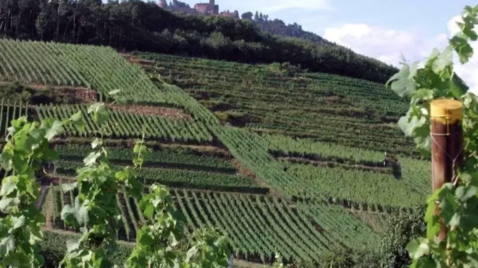 Vendemmia. Claudio Conterno (Cia): &laquo;Annata complicata con buone prospettive per la qualit&agrave;&raquo; 1