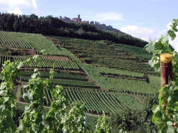 Vendemmia. Claudio Conterno (Cia): «Annata complicata con buone prospettive per la qualità» 1