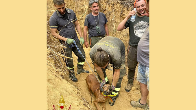 I Vigili del fuoco di Asti salvano un segugio bloccato all'iterno di una tana