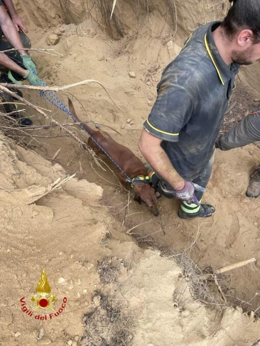 I Vigili del fuoco di Asti salvano un segugio bloccato all'iterno di una tana 3