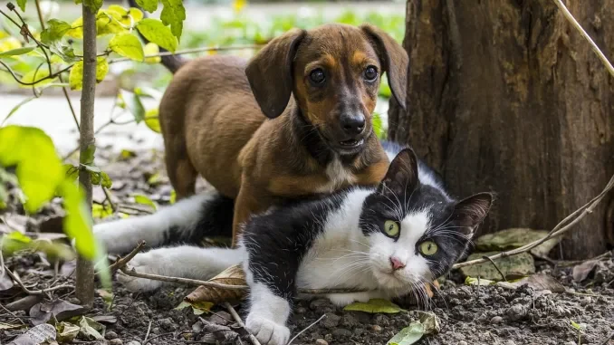 Amici animali. Durante la Fiera tre associazioni saranno in via Roma con un punto informativo