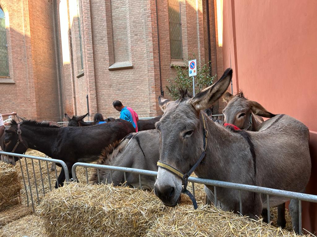 Palio degli asini 2023. La diretta 1