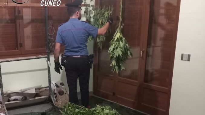 Monticello d'Alba: i Carabinieri scoprono una coltivazione di marijuana, un arresto e una denuncia in stato di libertà