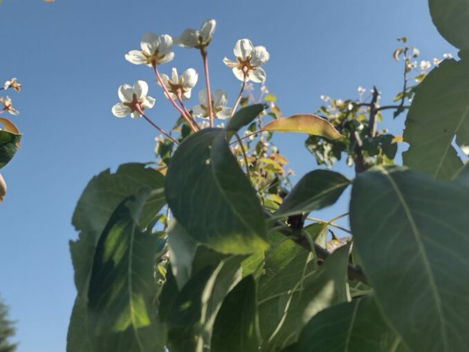 Clima impazzito: sbocciano i peri a Santo Stefano Belbo 1