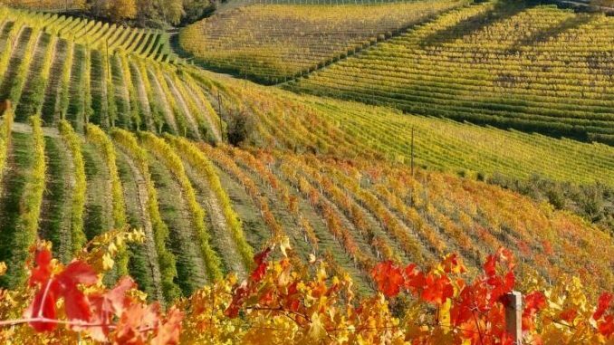 Camminata autunnale tra i colori sgargianti delle colline dei Sorì a Diano d'Alba